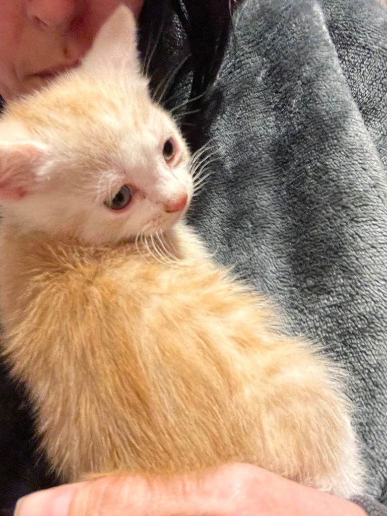Persian x 8week old kittens 