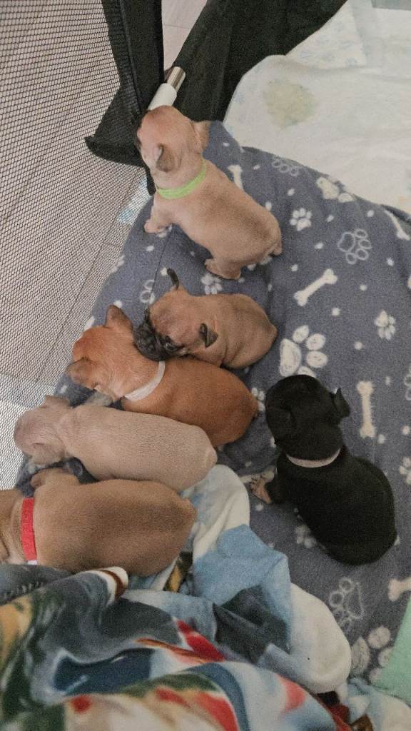 French bulldog puppies 
