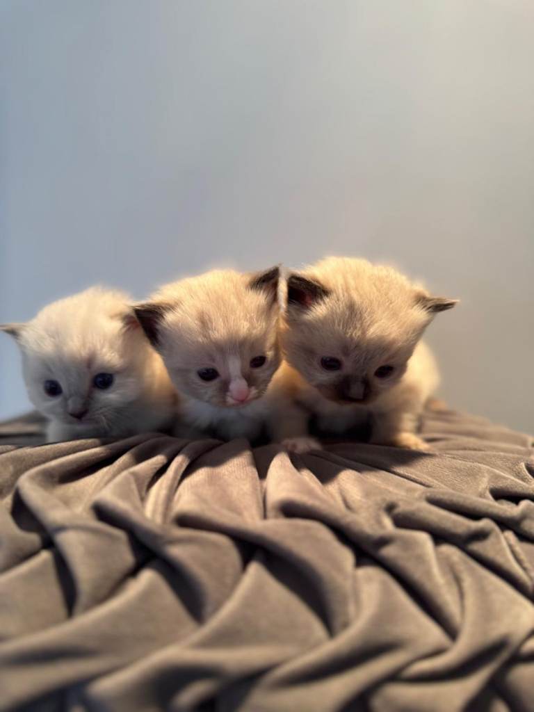 BEAUTIFUL PURE BREED RAGDOLL KITTENS