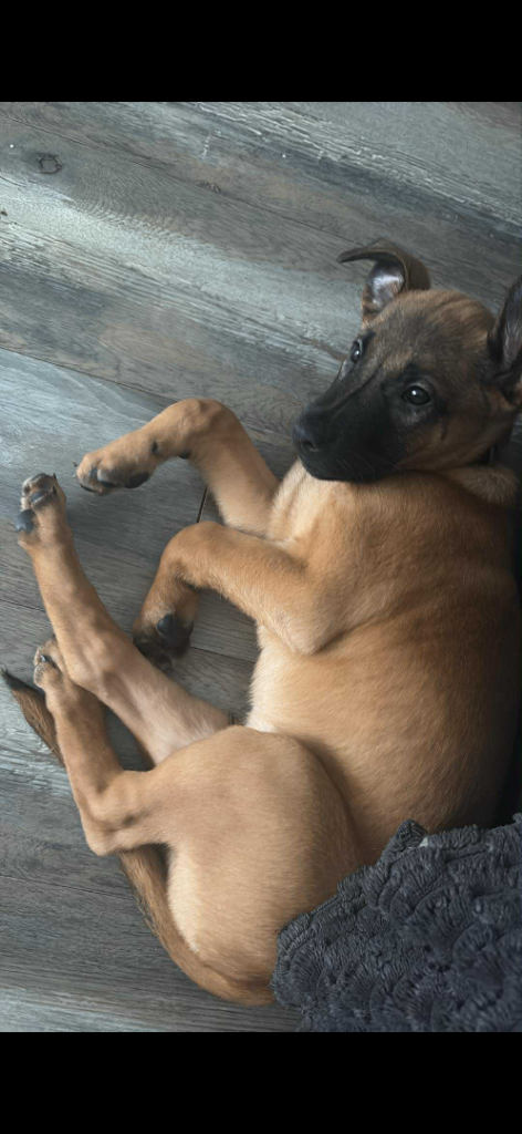Belgian Mali cross bull greyhound puppies 