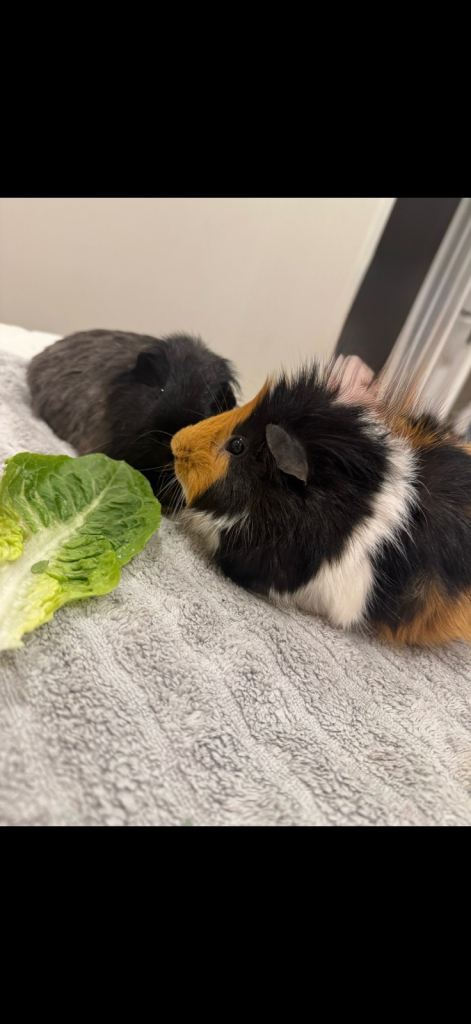 Guinea Pigs