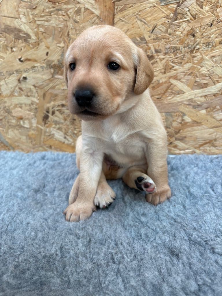 Labrador Puppies