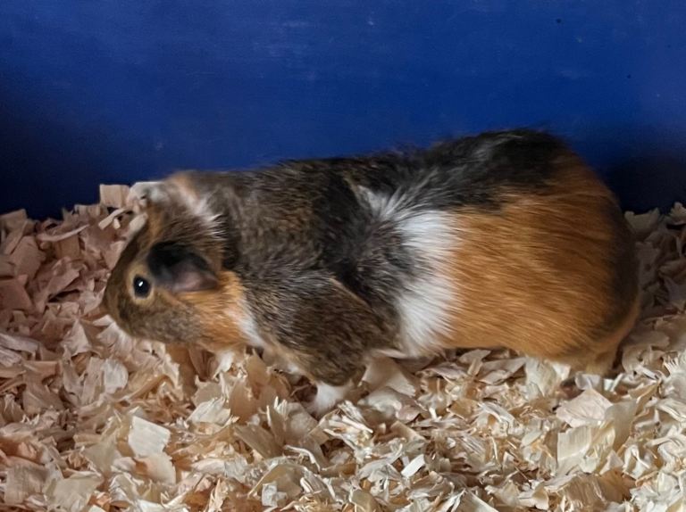 Guinea pig 