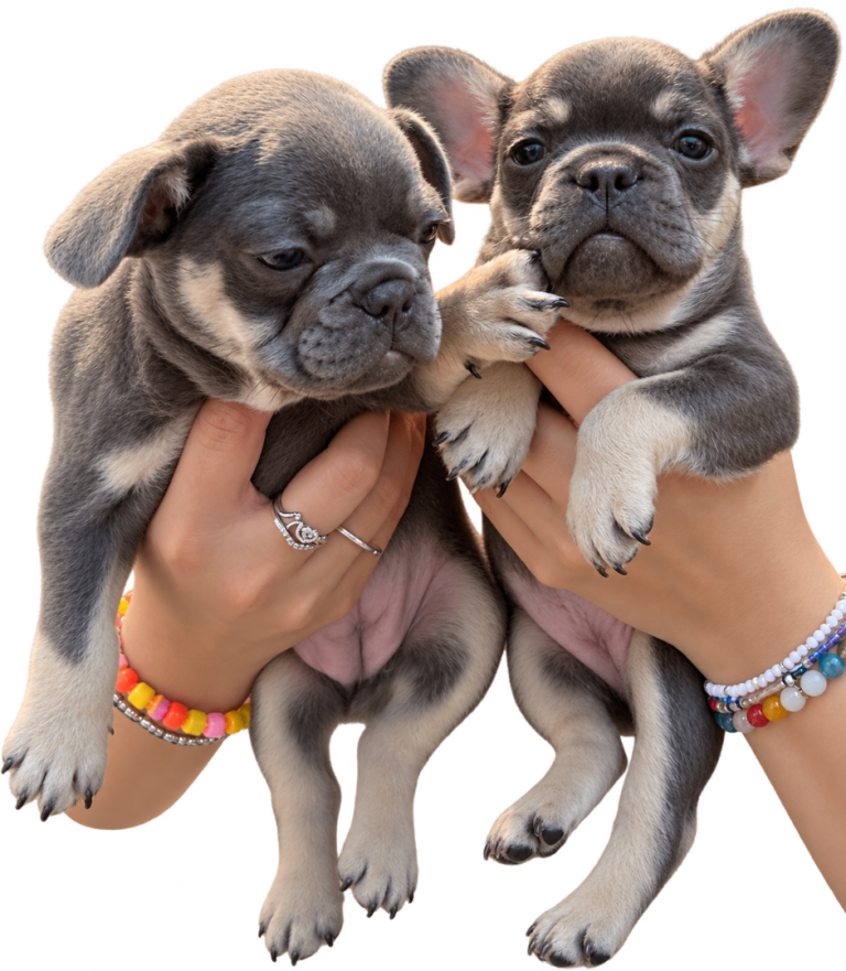 French bull dog 