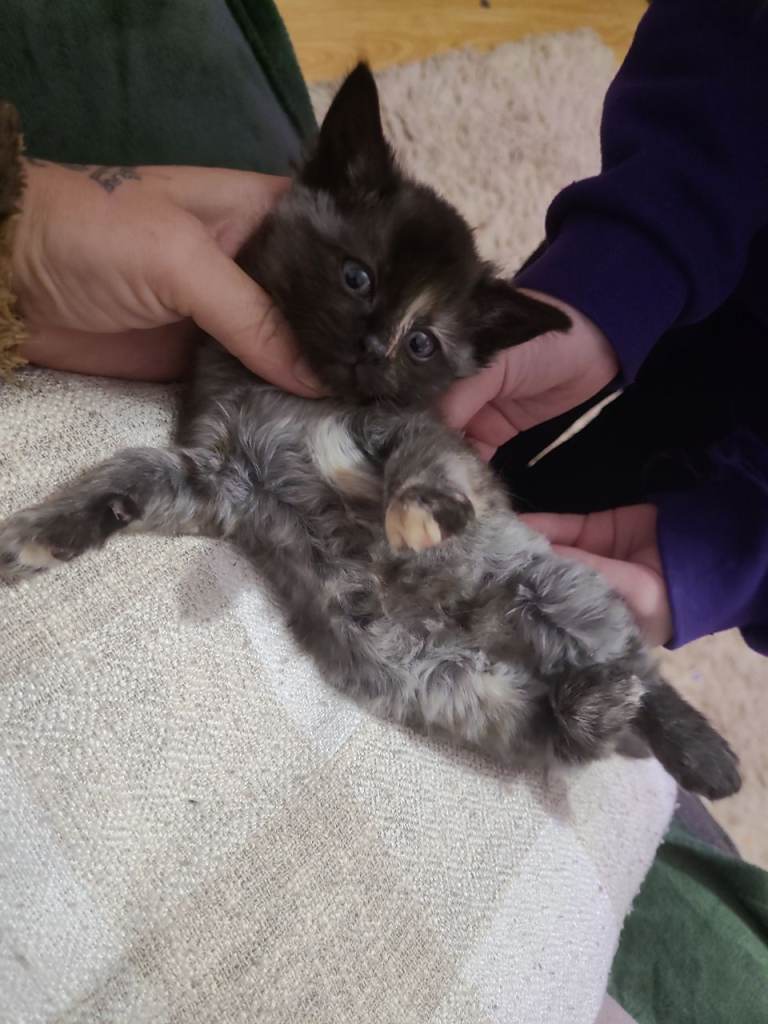 Beautiful mixed kittens READY TO LEAVE