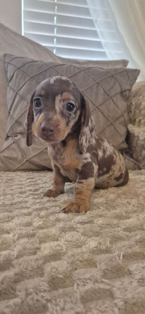 Dachshund puppies