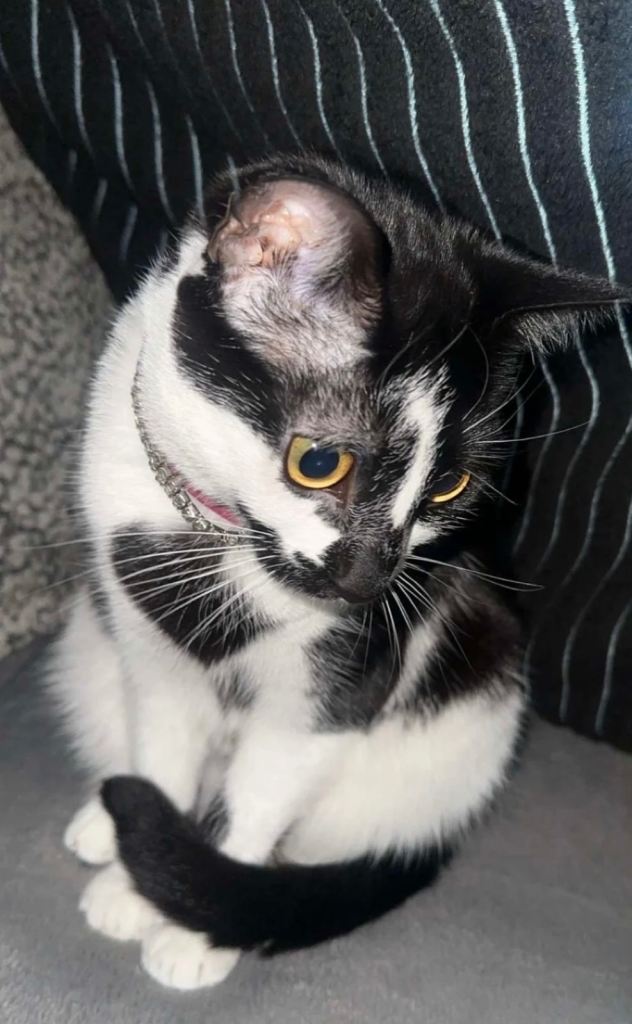 3 Lovely Cats Looking for Their Forever Homes 🐾❤️
