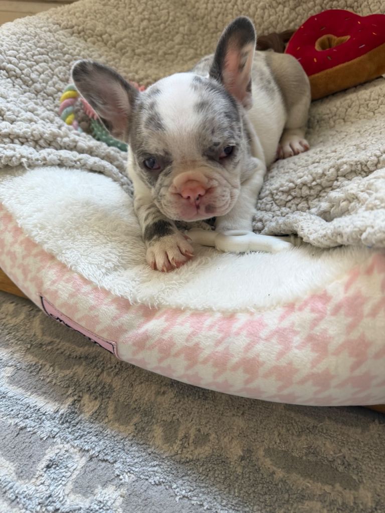 French bulldog for sale 