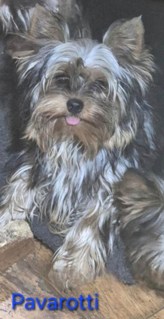 Yorkshire Terrier junior for sale 