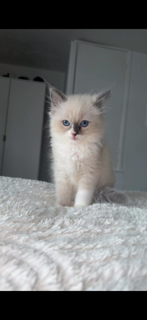 Female ragdoll