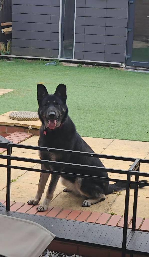 Loving German Shepherd ,3 years old,female