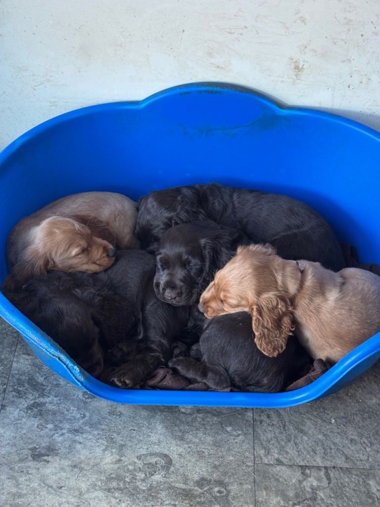 Cocker spaniel puppies