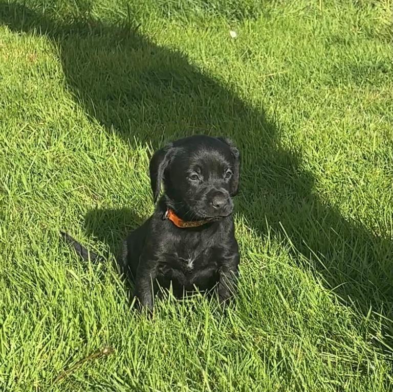 Beautiful Cockador pups Look for forever home 