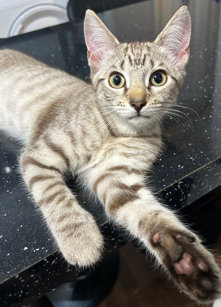 Kittens looking for forever homes