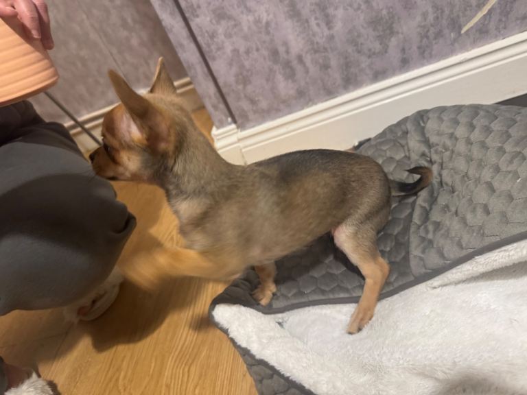 3 month old male chihuahua 