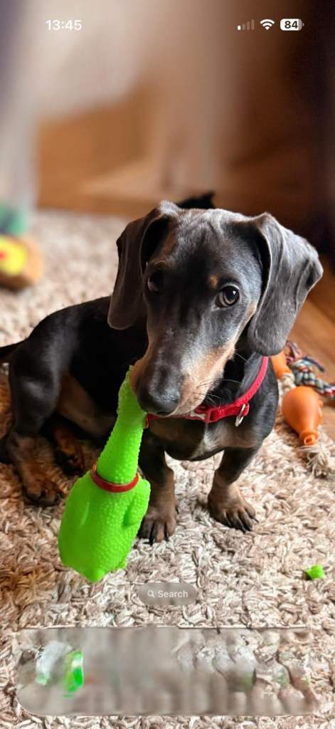 Miniature Dachshund for sale