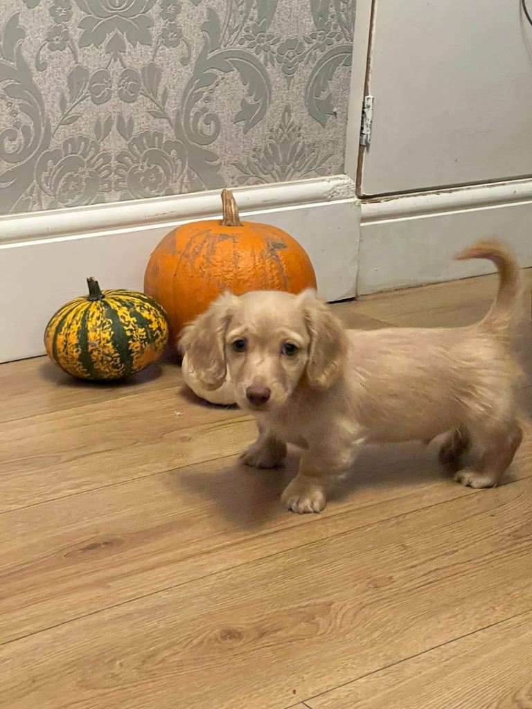 Miniature dachshund 