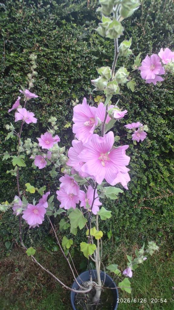 Potted Perennial- comes back year after year.