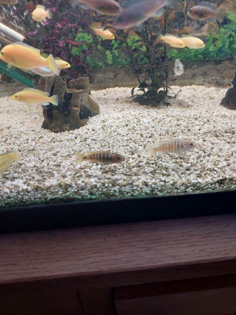 Baby cichlid 