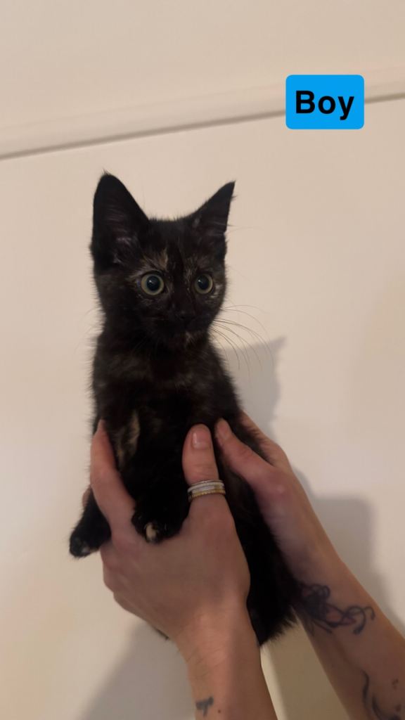 Gorgeous kittens ready for their forever homes