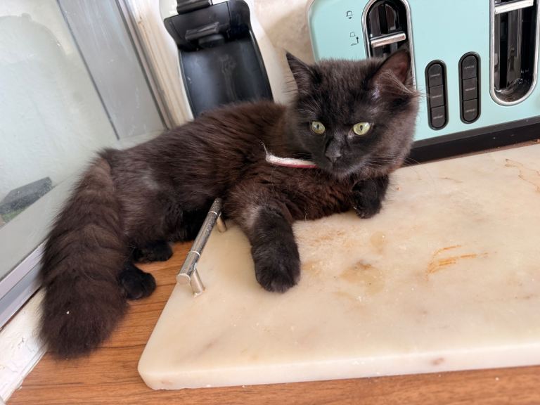 Kitten 