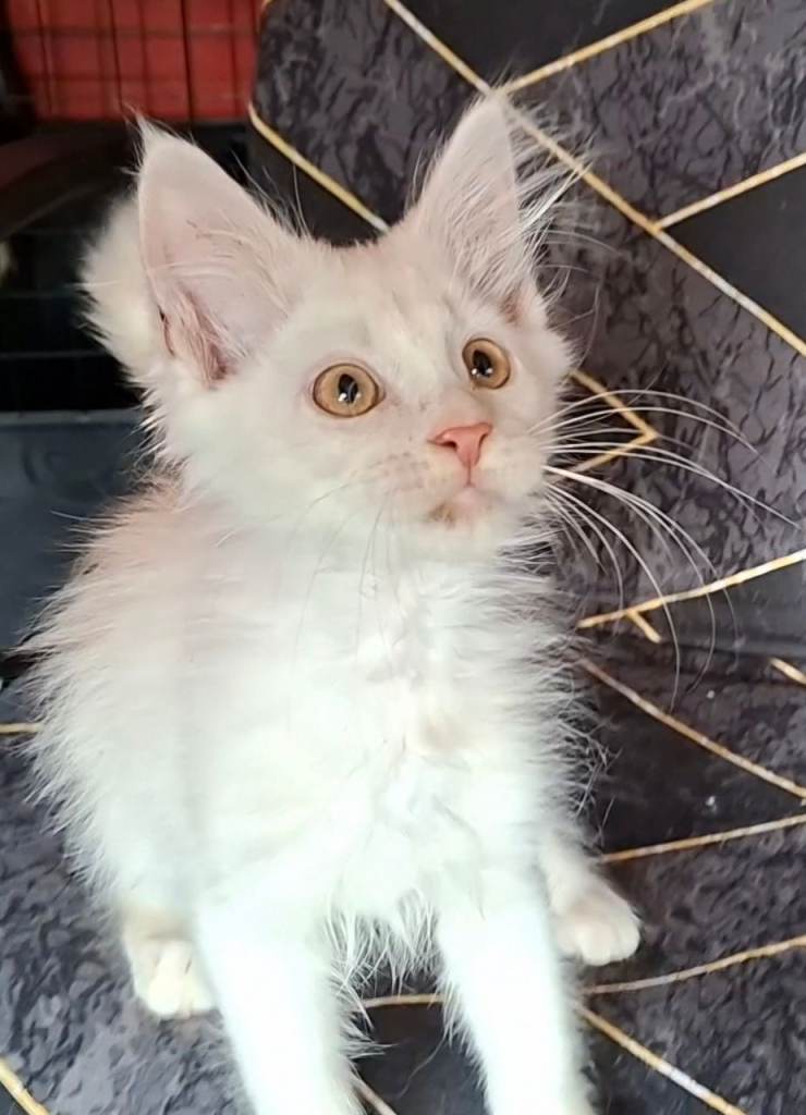 XL Pedigree Maine Coon boy in Manchester