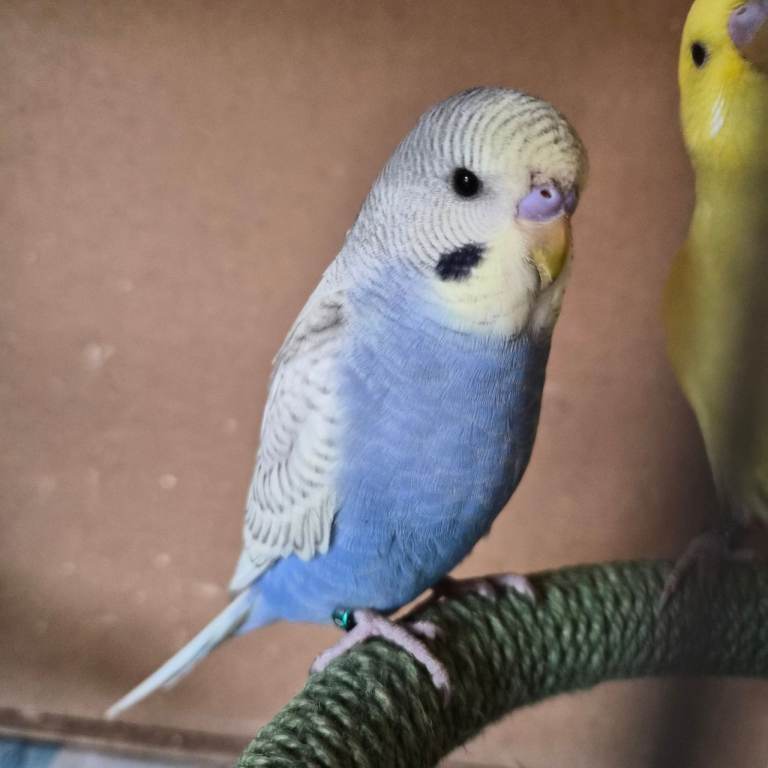 Baby budgies, 
