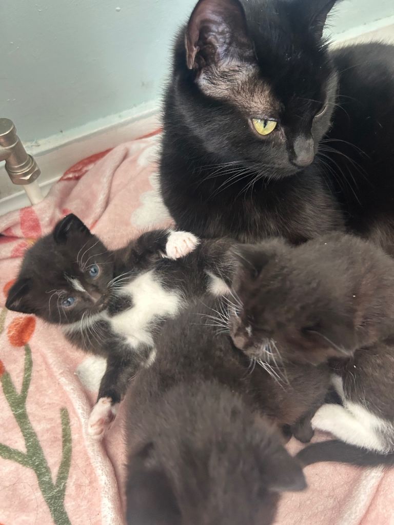 Kittens 
