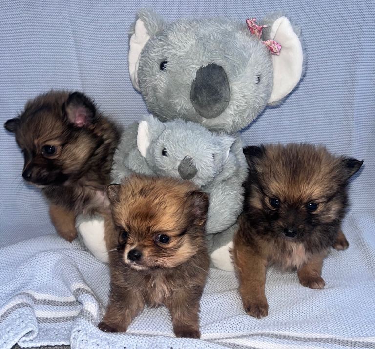 Pomeranian puppies 