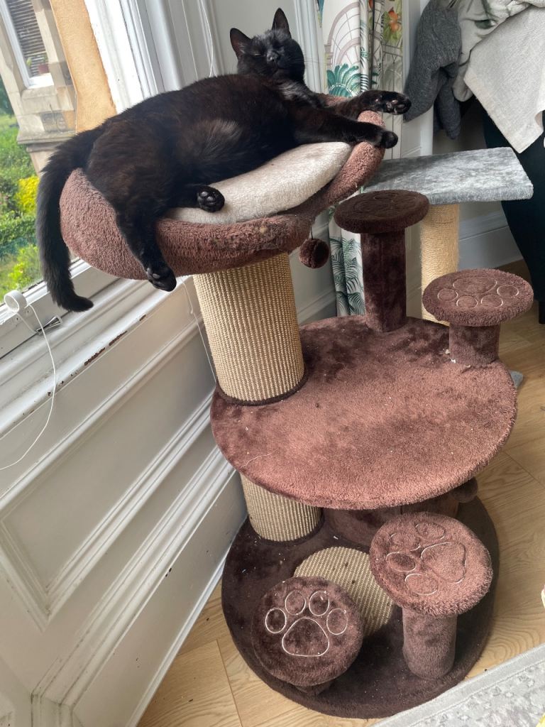 Large cat tree