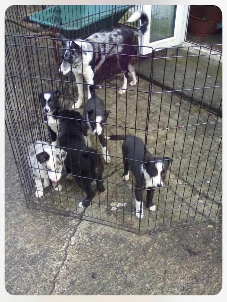 Collie pups