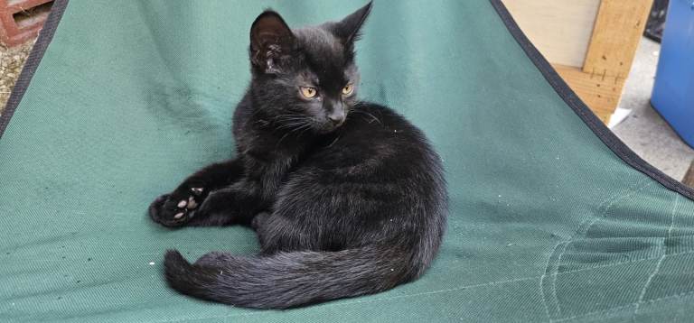 Black kittens for sale