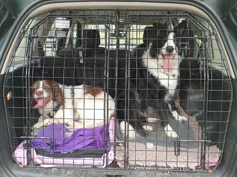 Double Dog cage with divider. For Freelander 2 