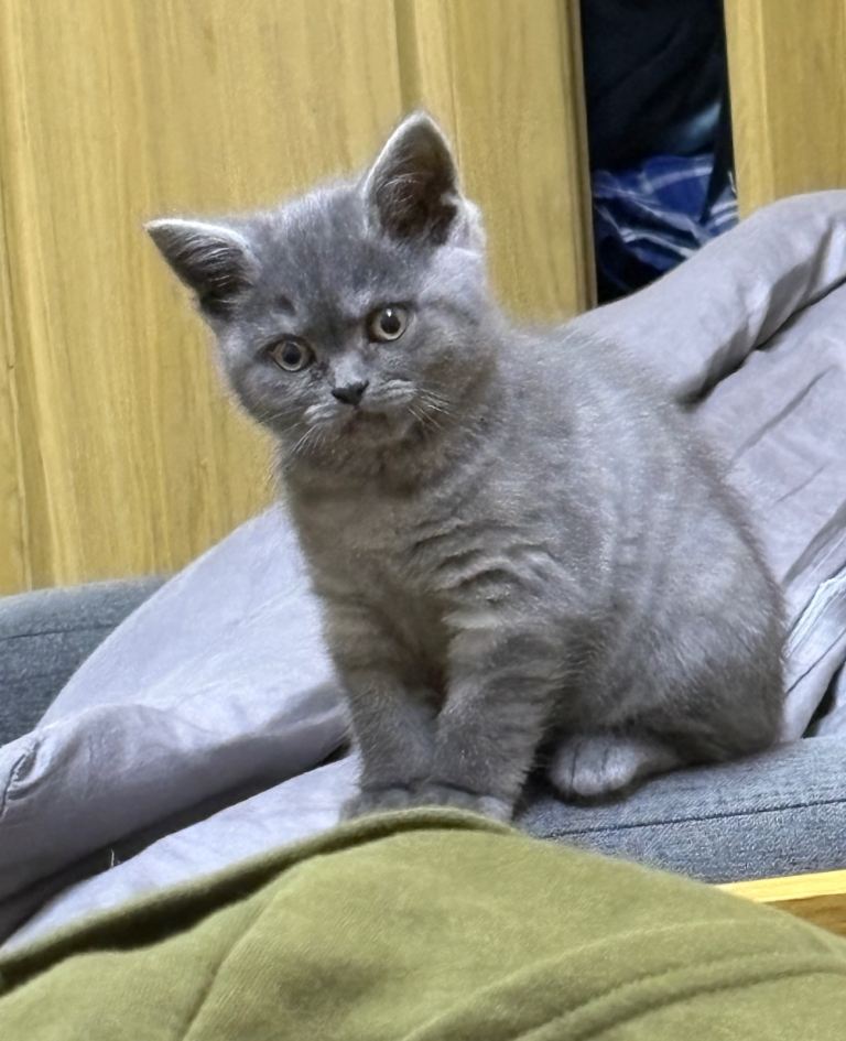 British short hair kitten for sale beautiful and playful 