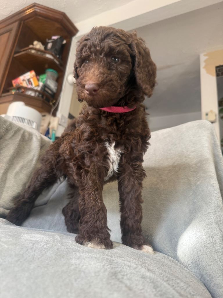 Standard poodle puppies 