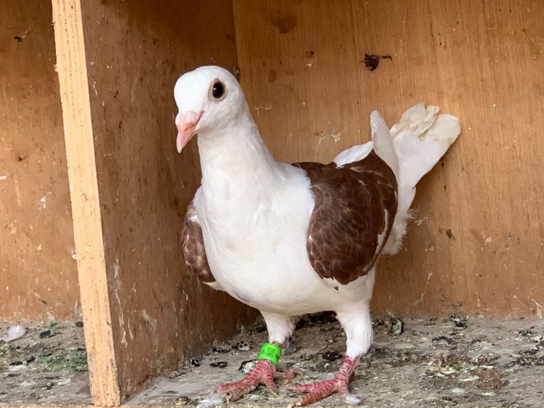 Saddle Racing Pigeon