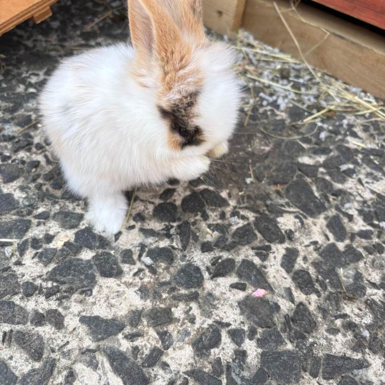 7 stunning rabbits 