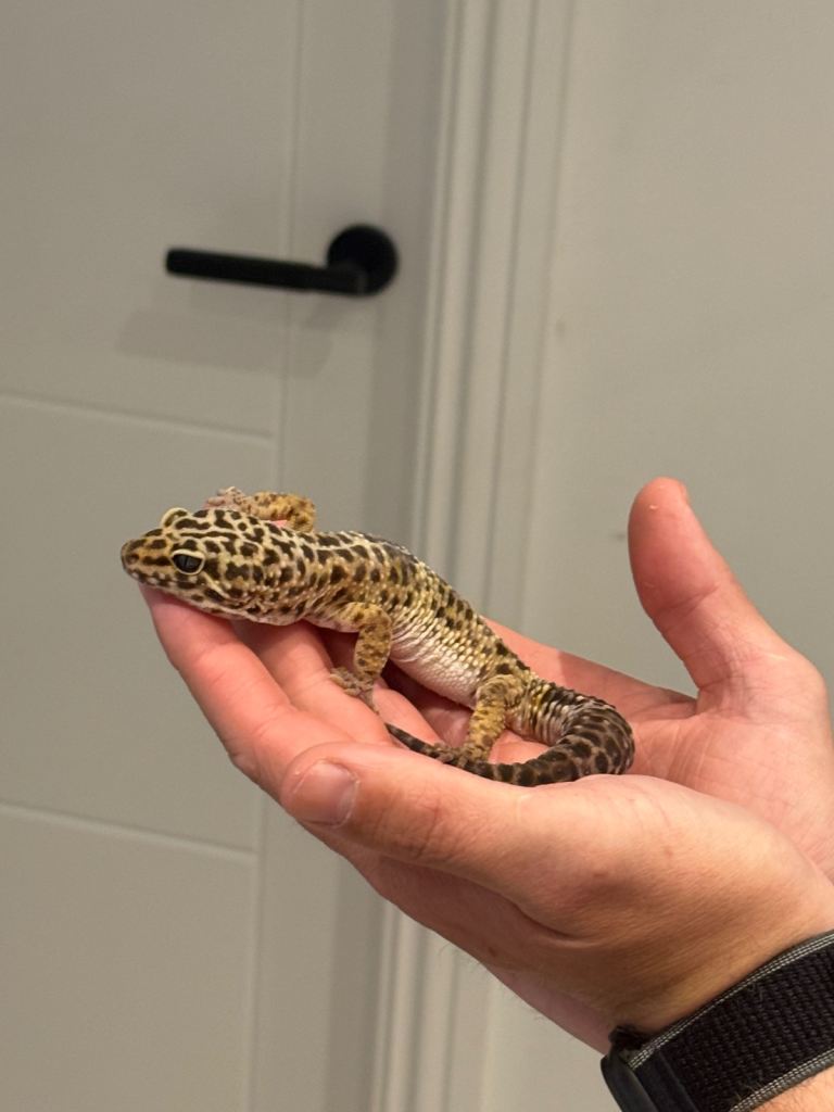 Leopard gecko with full set up 