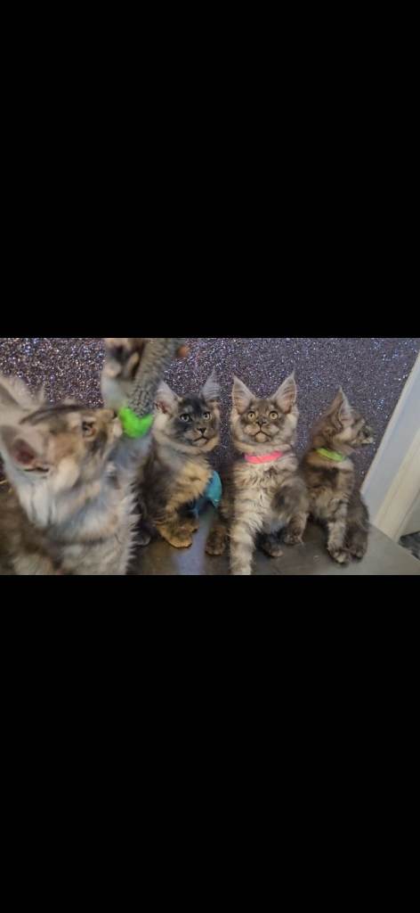 TiCA registered maine coon kittens