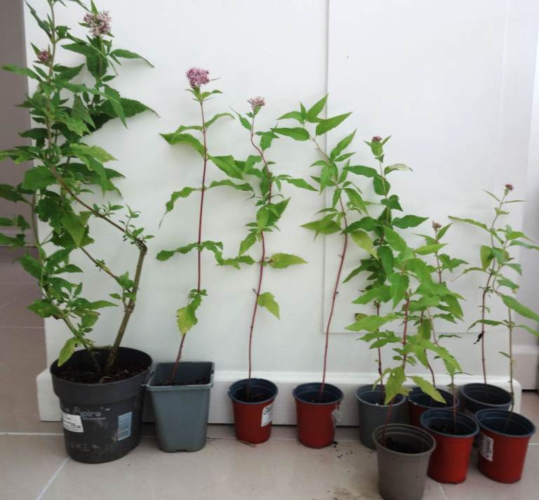Hardy Joe Pye Perennial Garden Plants flowers, Bee & Butterfly friendly Approx 2.5m eventually