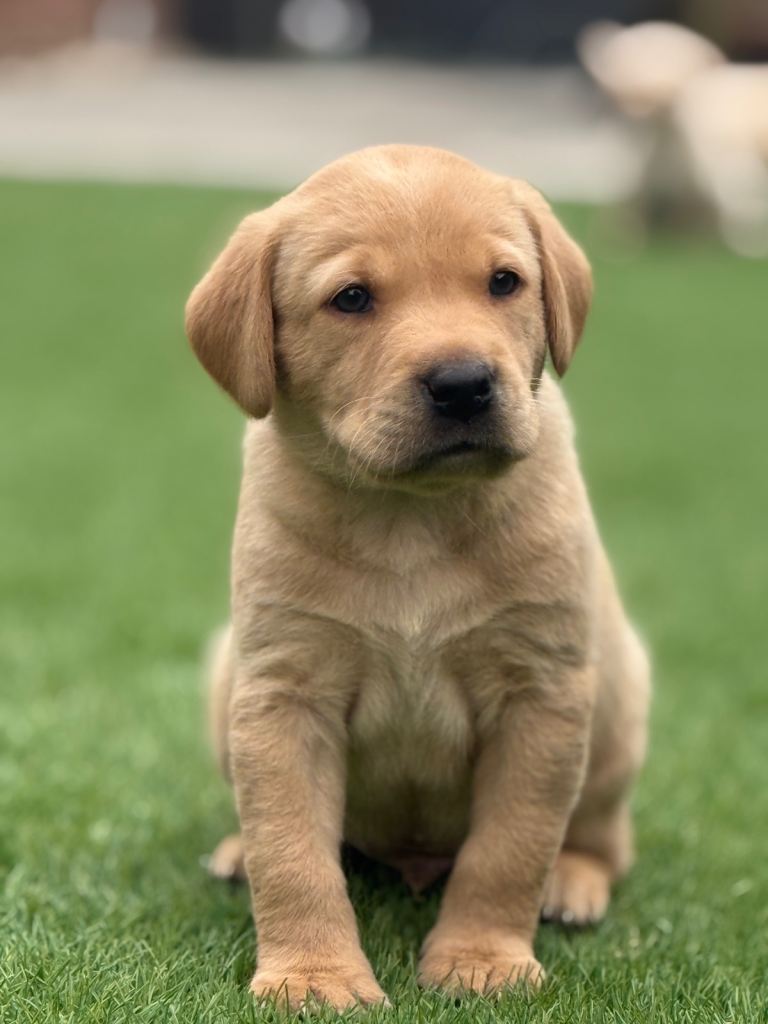 Labrador puppies 