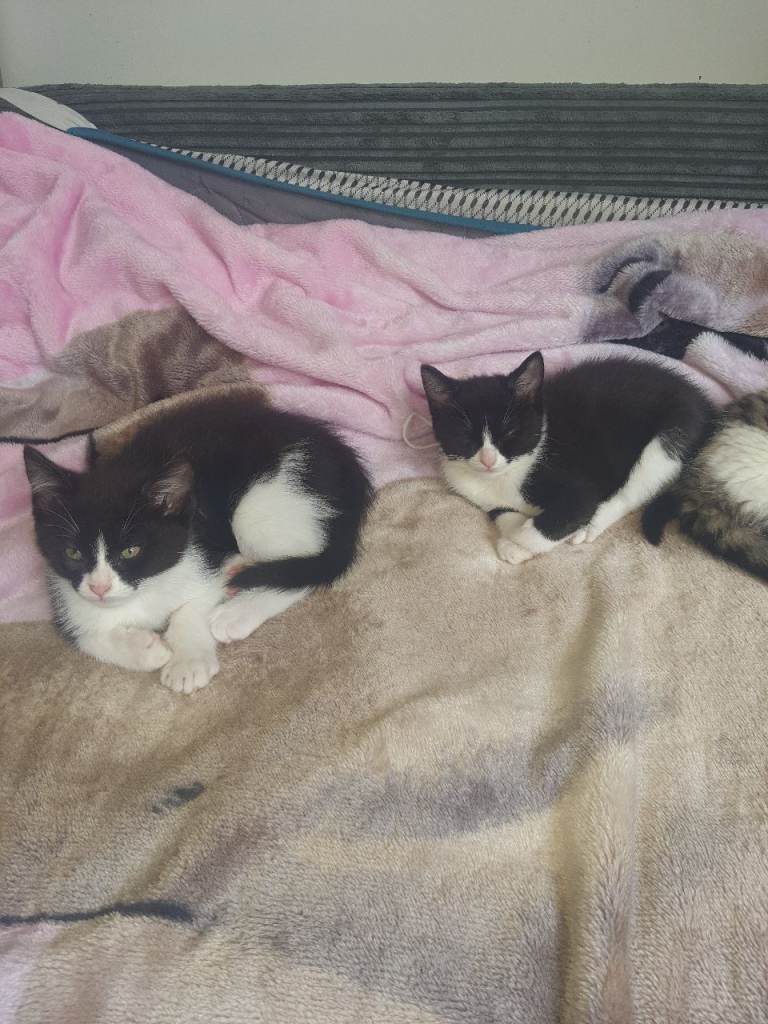 Kitten 