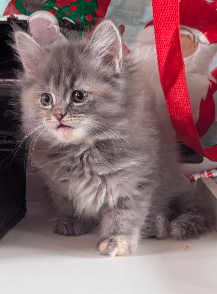 Maine coon x ragdoll kittens