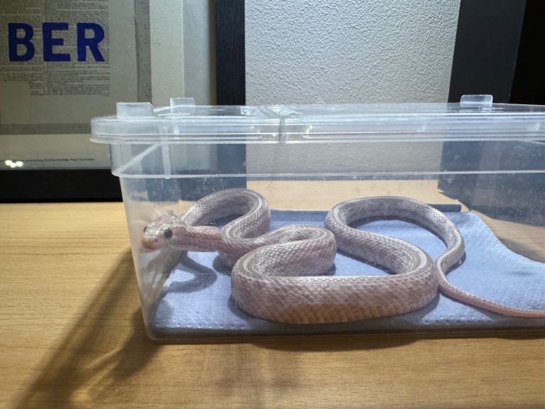Pink cornsnake + enclosure + heat pad + frozen mice