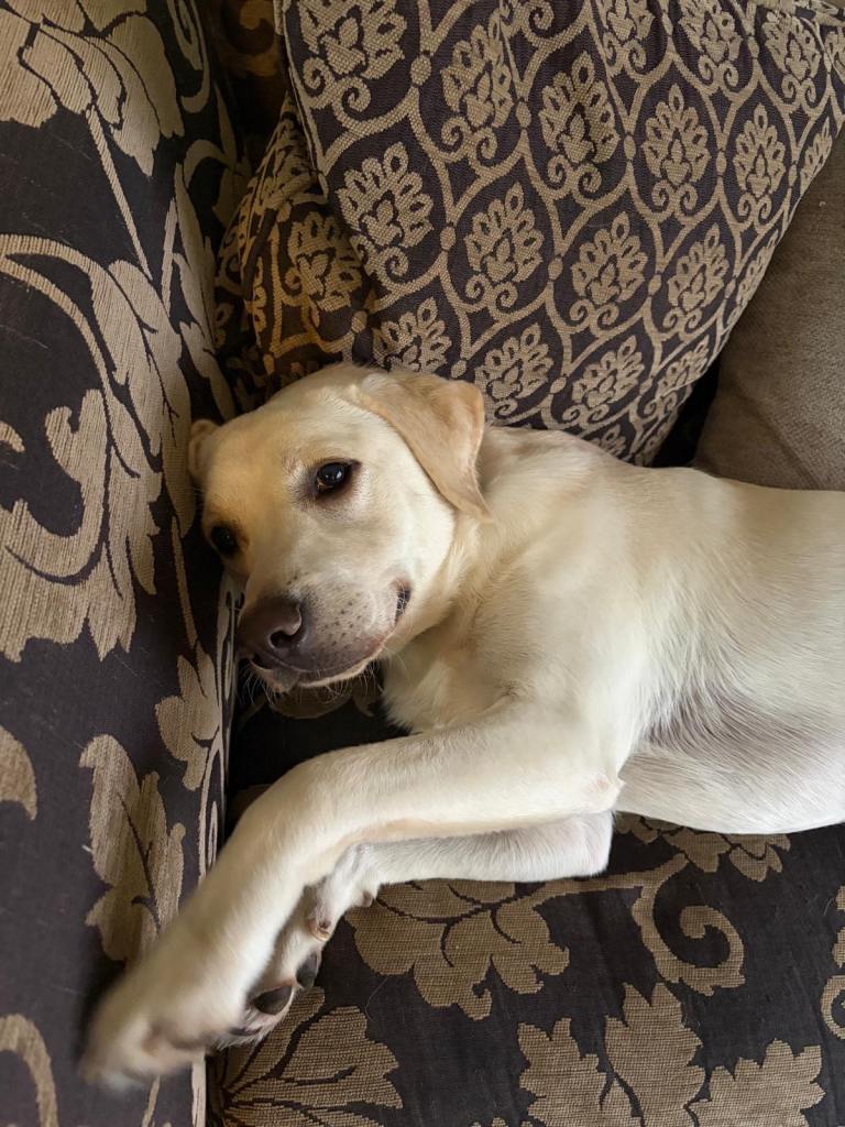 Labrador 