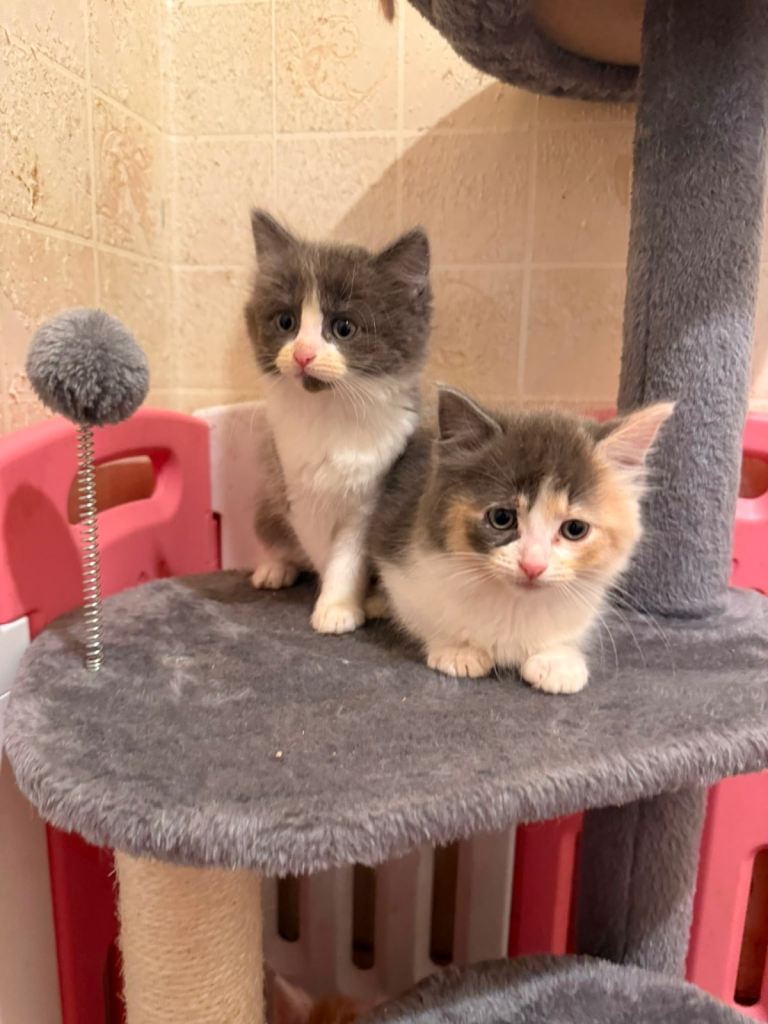 Half Ragdoll Kittens for sale