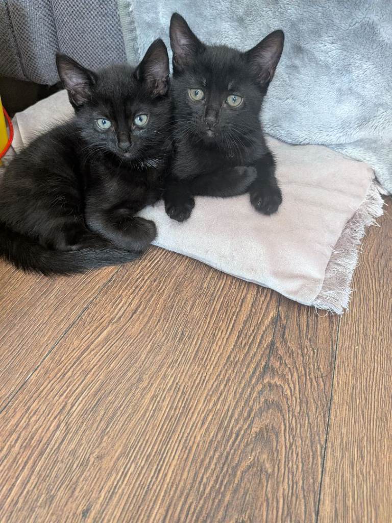 3 beautiful kittens for sale 🥰