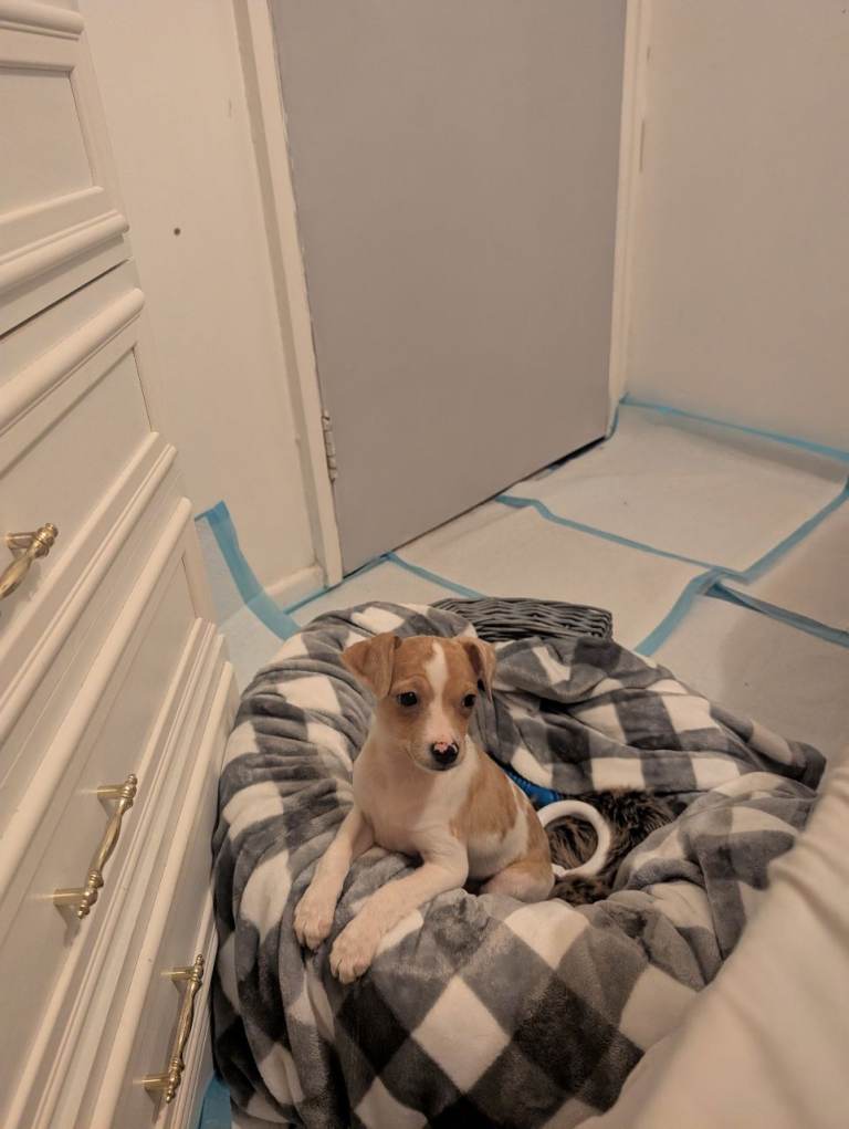 10 week jack Russel female puppy