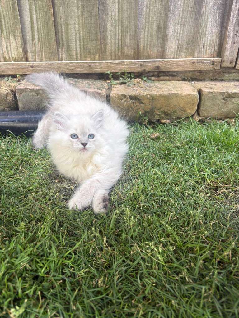 🐾 Beautiful Ragdoll Kittens Looking for Their Forever Homes 🐾