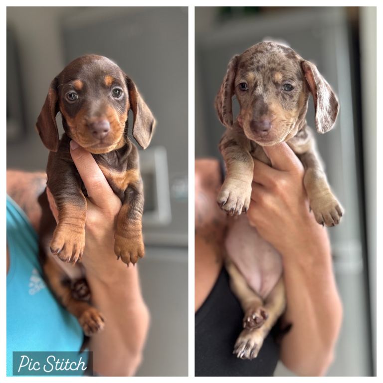 KC Reg Miniature Dachshund puppies